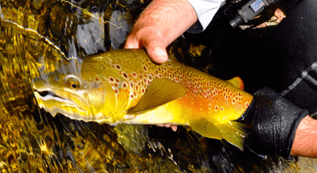Large brown trout held in clear New Zealand river during catch and release fly fishing