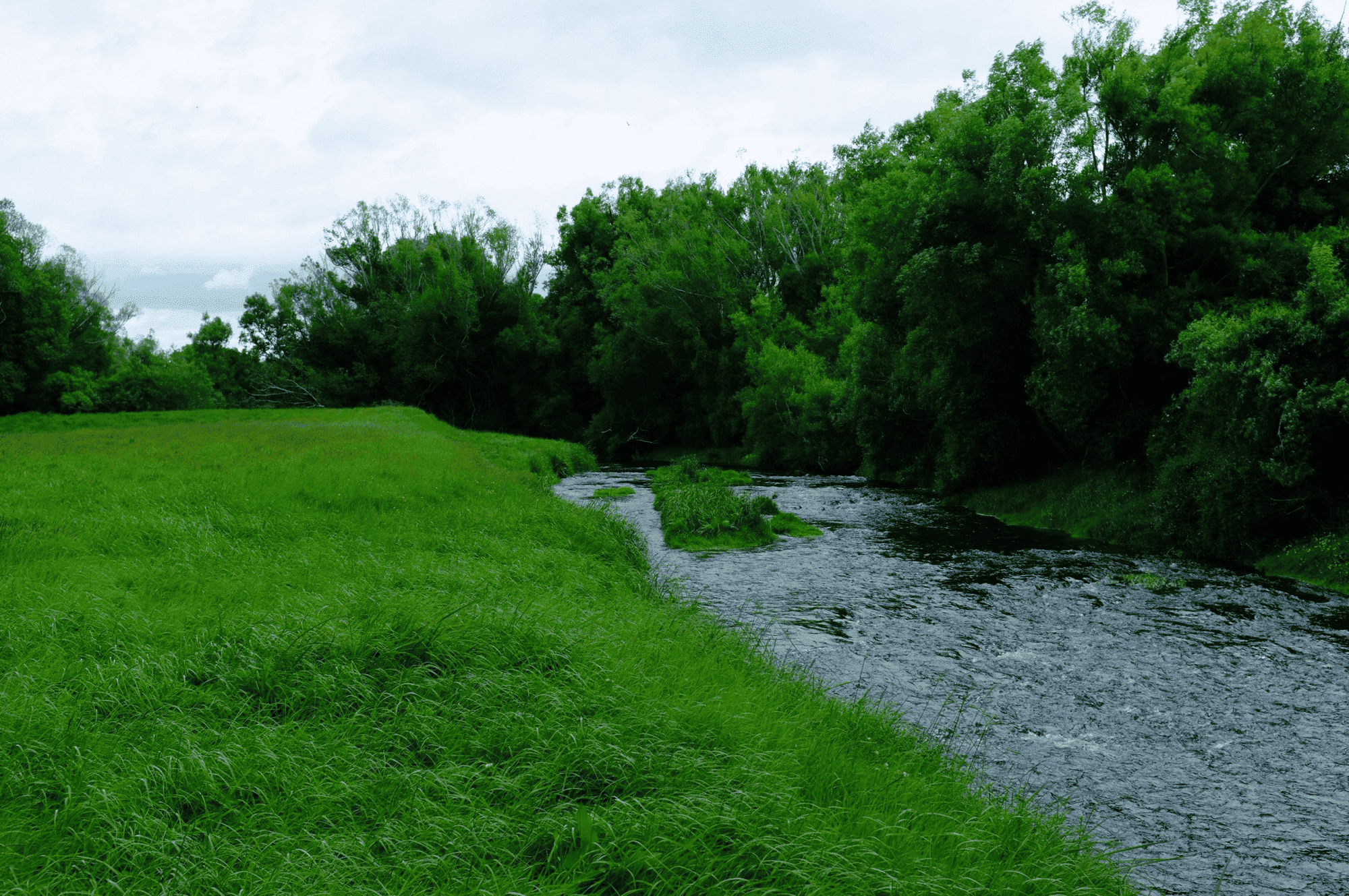 Lush New Zealand trout river flowing through green pasture and native trees, ideal fly fishing water